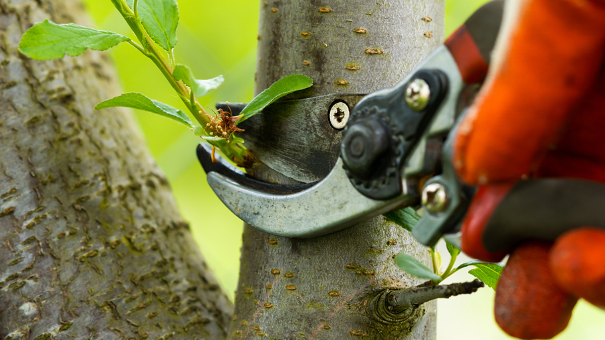 tree pruning service