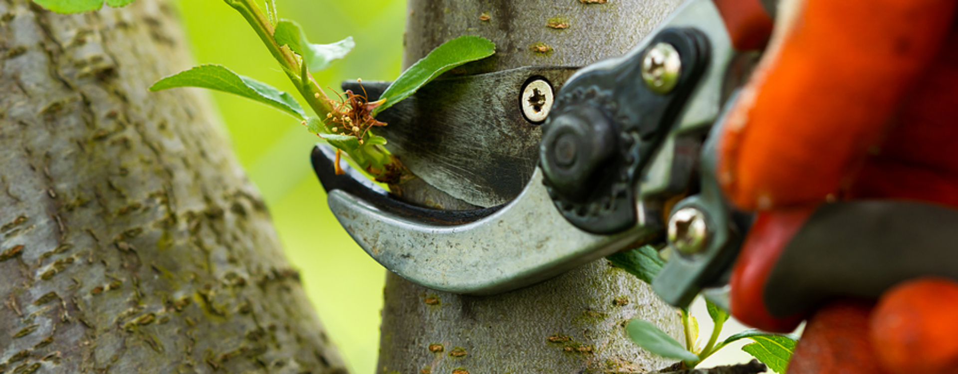 tree pruning service