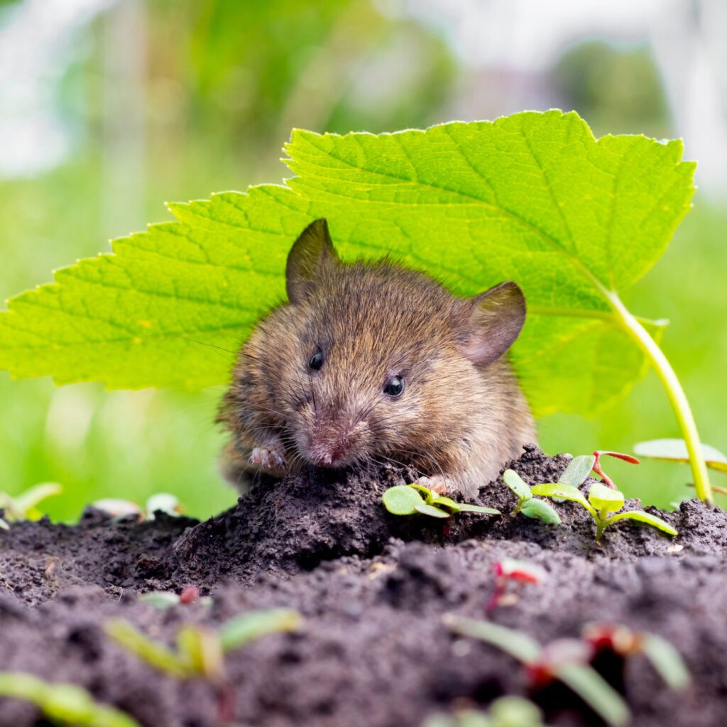 Mouse Removal Sydney: Your Step-by-Step Guide to a Pest-Free Home