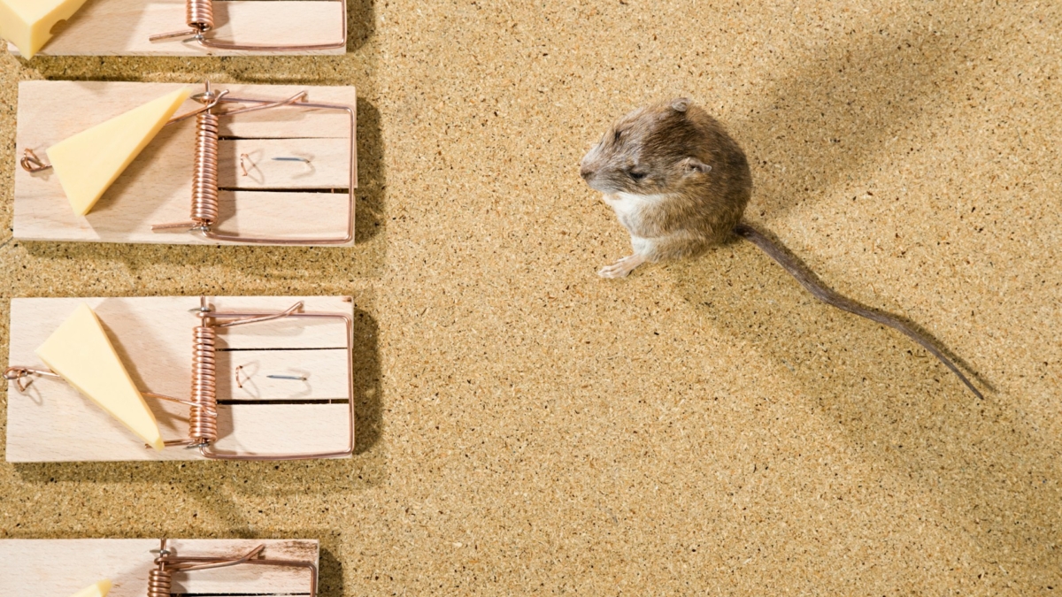 Mouse Removal Sydney: Your Step-by-Step Guide to a Pest-Free Home