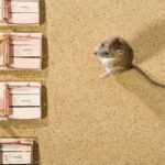 Mouse Removal Sydney: Your Step-by-Step Guide to a Pest-Free Home