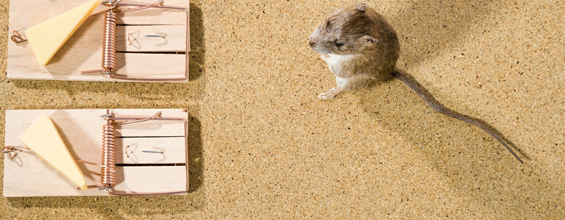 Mouse Removal Sydney: Your Step-by-Step Guide to a Pest-Free Home