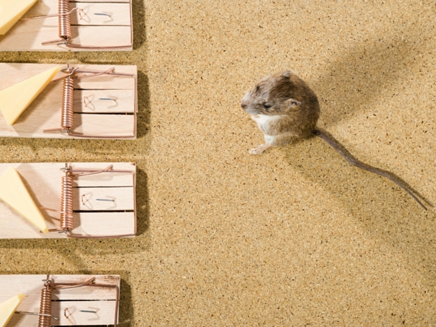 Mouse Removal Sydney: Your Step-by-Step Guide to a Pest-Free Home