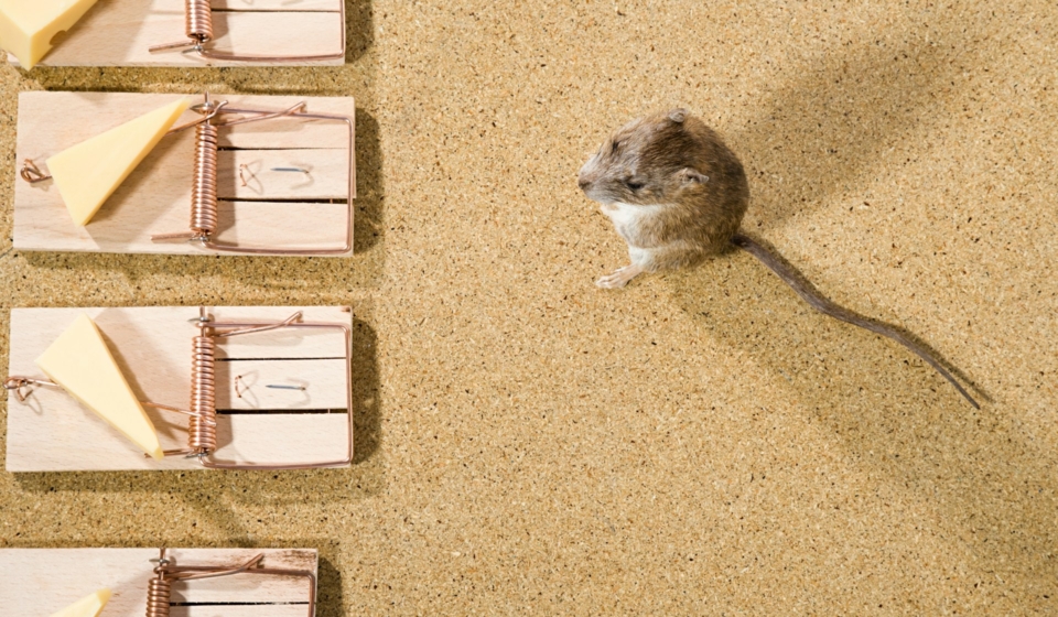 Mouse Removal Sydney: Your Step-by-Step Guide to a Pest-Free Home