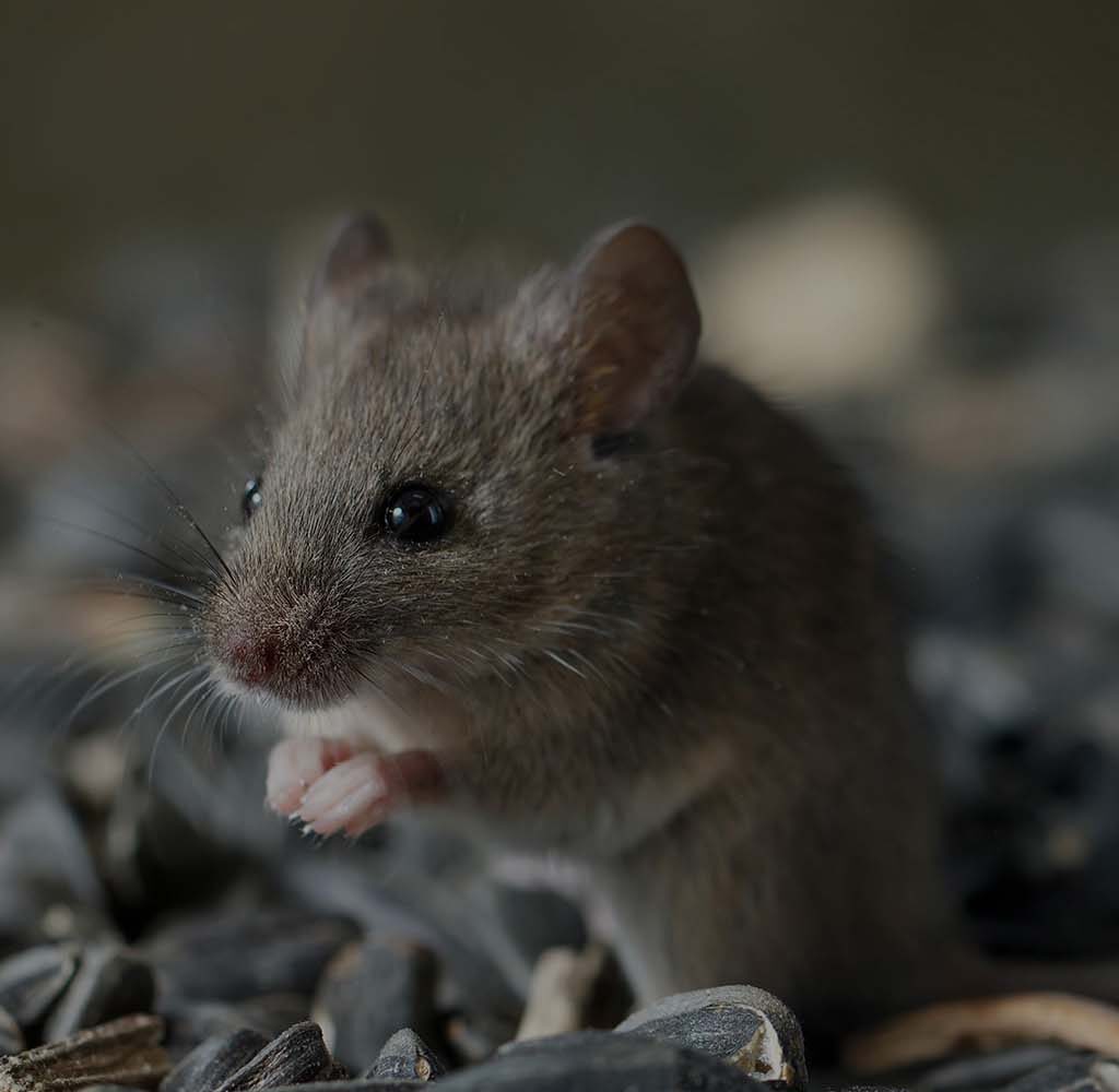 Mouse Removal Sydney: Your Step-by-Step Guide to a Pest-Free Home