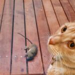 Advanced Rodent Exterminator Sydney Techniques You Should Know