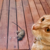 Advanced Rodent Exterminator Sydney Techniques You Should Know
