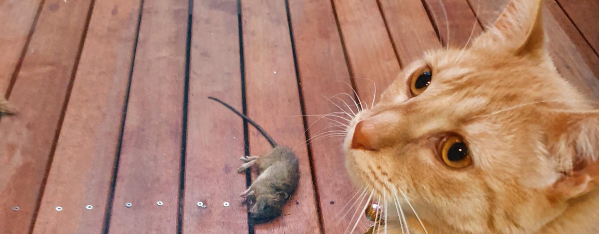 Advanced Rodent Exterminator Sydney Techniques You Should Know