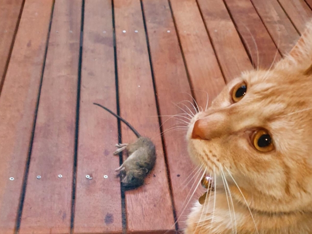 Advanced Rodent Exterminator Sydney Techniques You Should Know