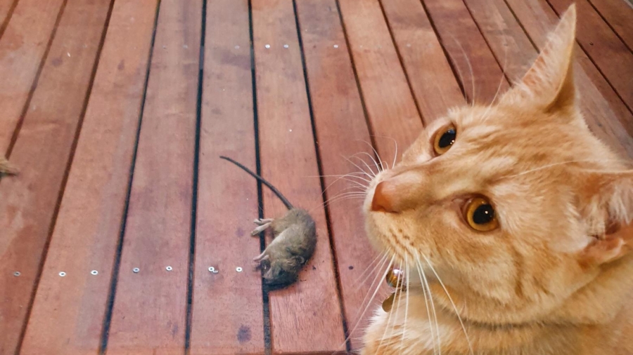 Advanced Rodent Exterminator Sydney Techniques You Should Know