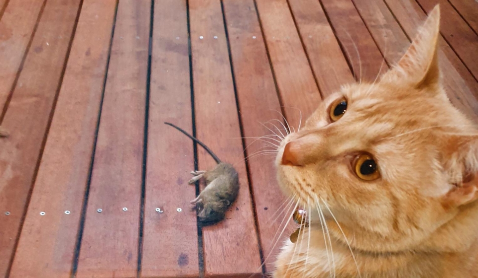 Advanced Rodent Exterminator Sydney Techniques You Should Know
