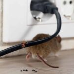 Rat and Mice Removal Sydney: Complete Solutions for Every Property