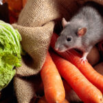 How to Choose the Right Rodent Exterminator Sydney for Your Needs