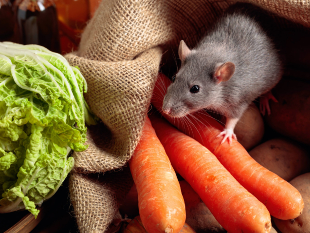 How to Choose the Right Rodent Exterminator Sydney for Your Needs
