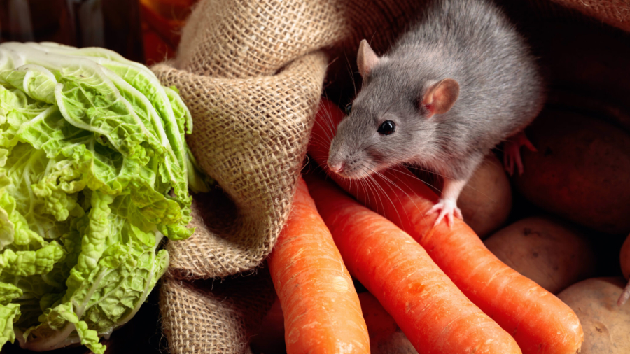 How to Choose the Right Rodent Exterminator Sydney for Your Needs