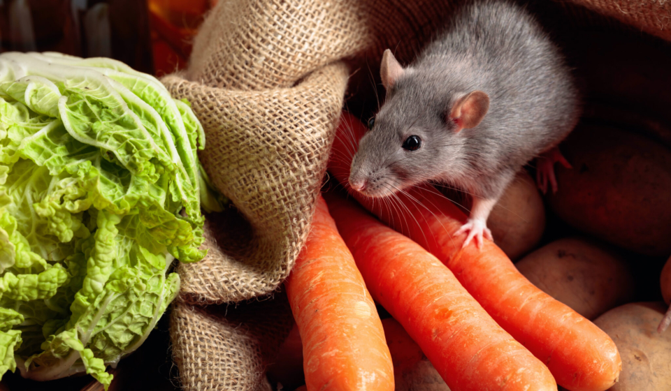 How to Choose the Right Rodent Exterminator Sydney for Your Needs