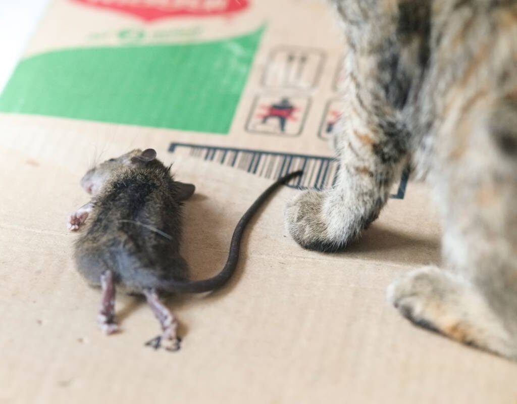 How to Choose the Right Rodent Exterminator Sydney for Your Needs


