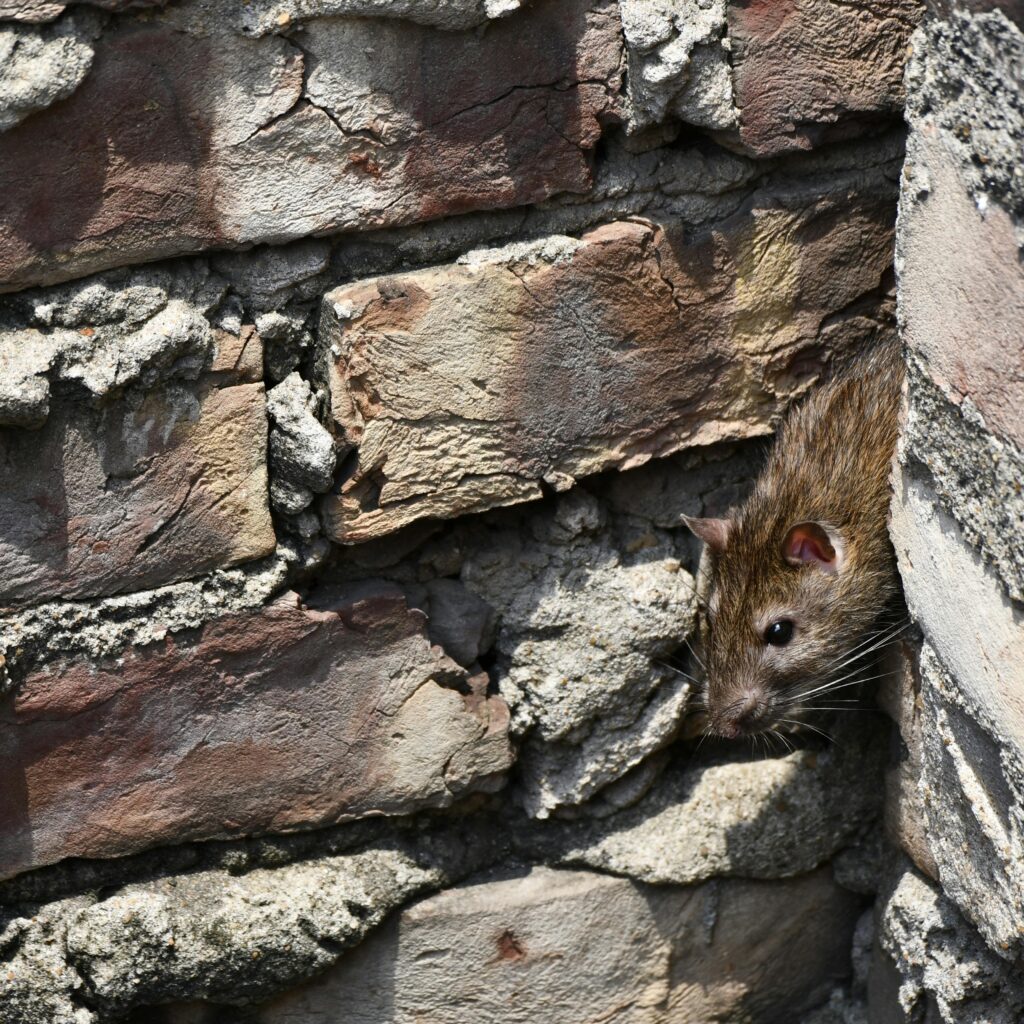 How to Choose the Right Rodent Exterminator Sydney for Your Needs

