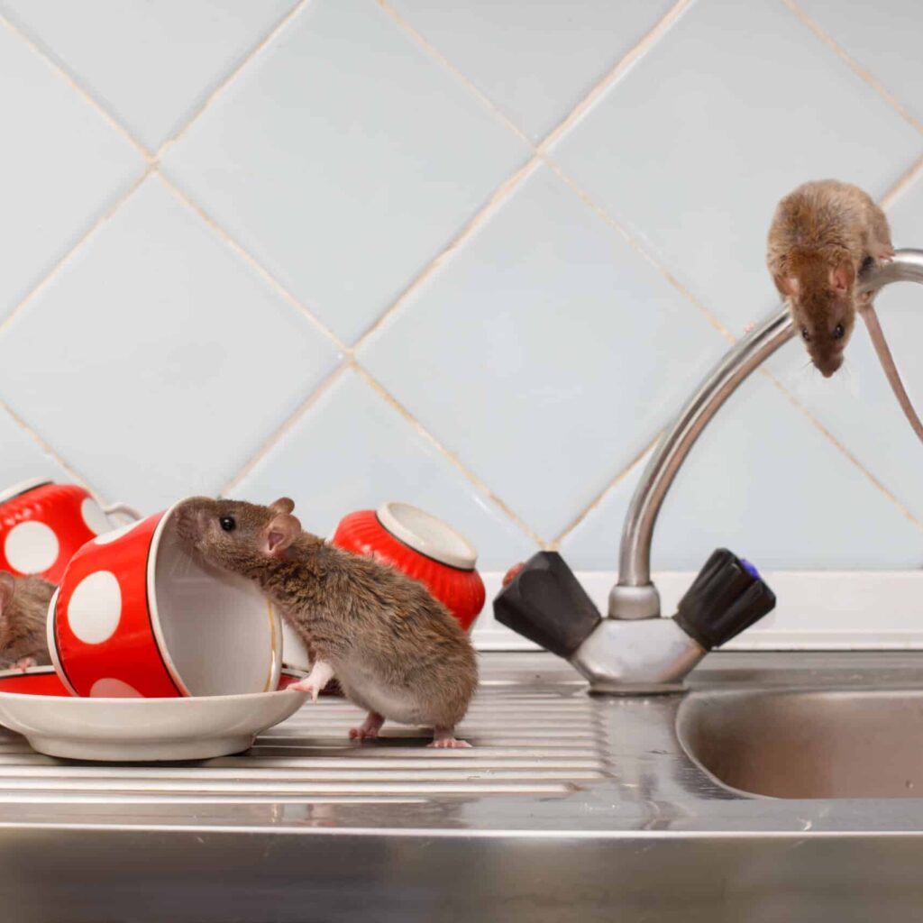 Rat and Mice Removal Sydney: Complete Solutions for Every Property

